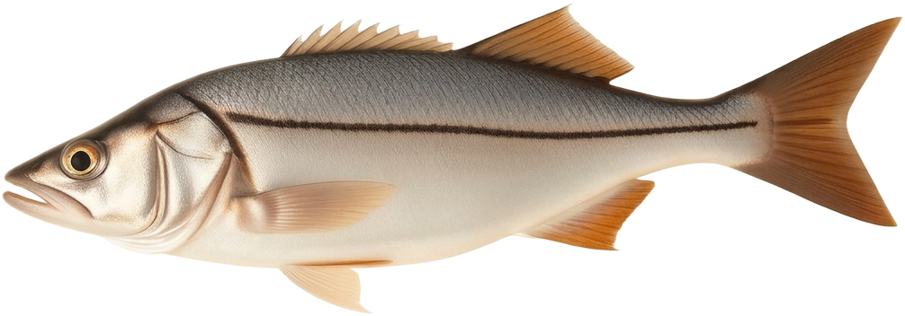 Corvina