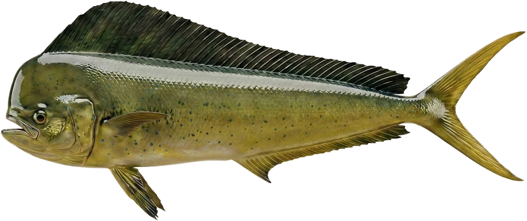 Dourado-do-mar